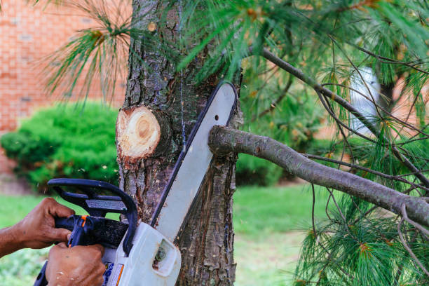 Trusted Temple, GA Tree Service Experts